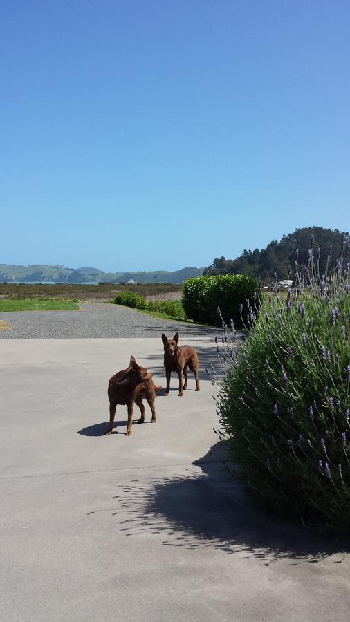 Abbey Court Motel Coromandel Екстериор снимка